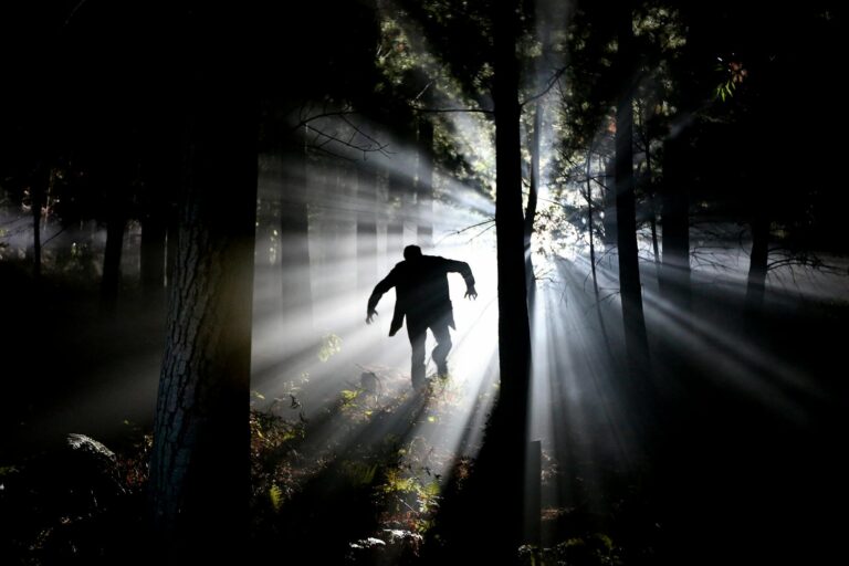 Foggy forest night